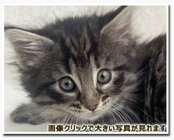 ノルウェージャンフォレストキャット