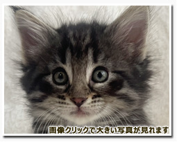 ノルウェージャンフォレストキャット