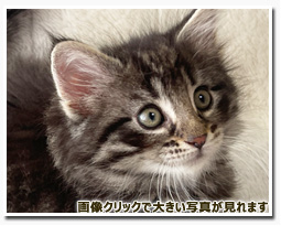 ノルウェージャンフォレストキャット