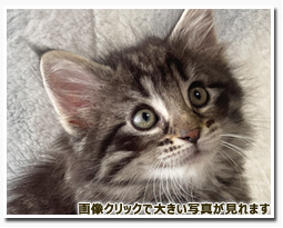 ノルウェージャンフォレストキャット