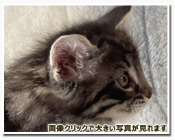 ノルウェージャンフォレストキャット