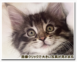 ノルウェージャンフォレストキャット