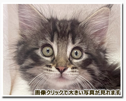 ノルウェージャンフォレストキャット