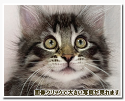 ノルウェージャンフォレストキャット