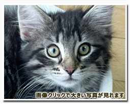 ノルウェージャンフォレストキャット