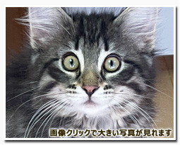 ノルウェージャンフォレストキャット