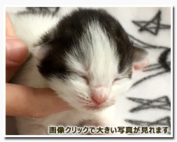 ノルウェージャンフォレストキャット