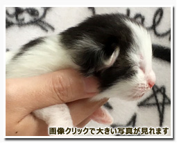 ノルウェージャンフォレストキャット