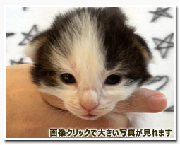 ノルウェージャンフォレストキャット