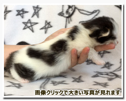 ノルウェージャンフォレストキャット