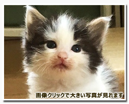 ノルウェージャンフォレストキャット