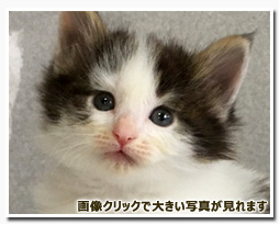 ノルウェージャンフォレストキャット