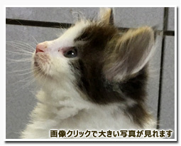 ノルウェージャンフォレストキャット