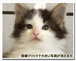 ノルウェージャンフォレストキャット