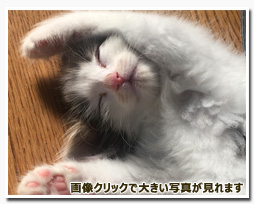 ノルウェージャンフォレストキャット