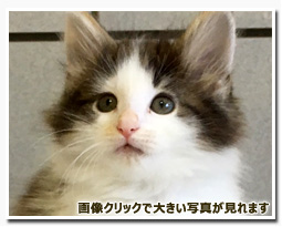 ノルウェージャンフォレストキャット