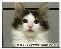 ノルウェージャンフォレストキャット