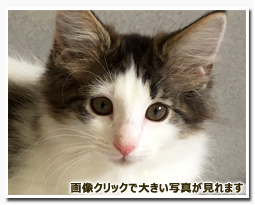 ノルウェージャンフォレストキャット