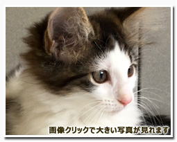 ノルウェージャンフォレストキャット