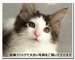 ノルウェージャンフォレストキャット