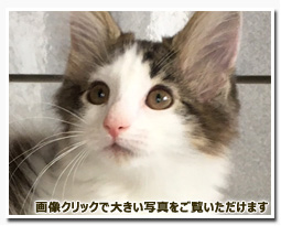 ノルウェージャンフォレストキャット