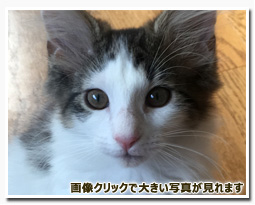 ノルウェージャンフォレストキャット