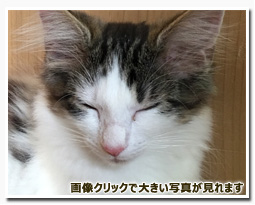 ノルウェージャンフォレストキャット