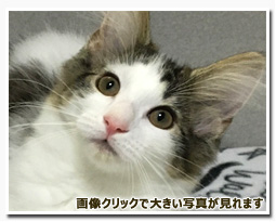 ノルウェージャンフォレストキャット