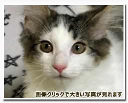 ノルウェージャンフォレストキャット