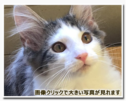 ノルウェージャンフォレストキャット