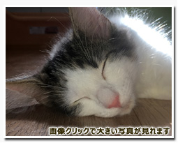 ノルウェージャンフォレストキャット