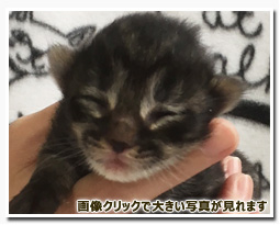 ノルウェージャンフォレストキャット