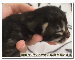 ノルウェージャンフォレストキャット