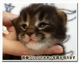 ノルウェージャンフォレストキャット