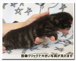 ノルウェージャンフォレストキャット