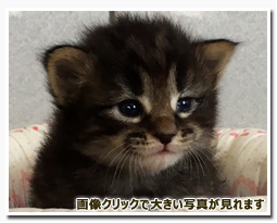 ノルウェージャンフォレストキャット