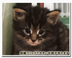 ノルウェージャンフォレストキャット