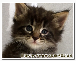 ノルウェージャンフォレストキャット