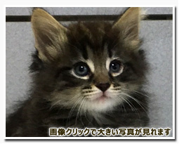 ノルウェージャンフォレストキャット