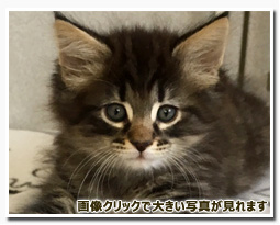 ノルウェージャンフォレストキャット