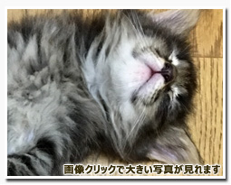 ノルウェージャンフォレストキャット