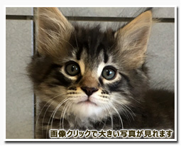 ノルウェージャンフォレストキャット