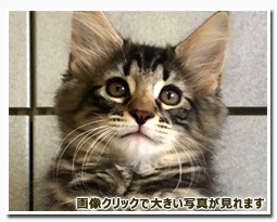 ノルウェージャンフォレストキャット