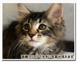 ノルウェージャンフォレストキャット