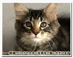 ノルウェージャンフォレストキャット