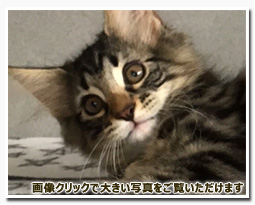 ノルウェージャンフォレストキャット