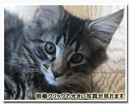 ノルウェージャンフォレストキャット