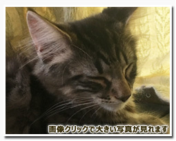 ノルウェージャンフォレストキャット