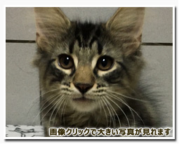 ノルウェージャンフォレストキャット