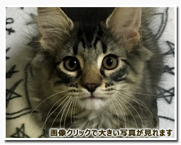 ノルウェージャンフォレストキャット